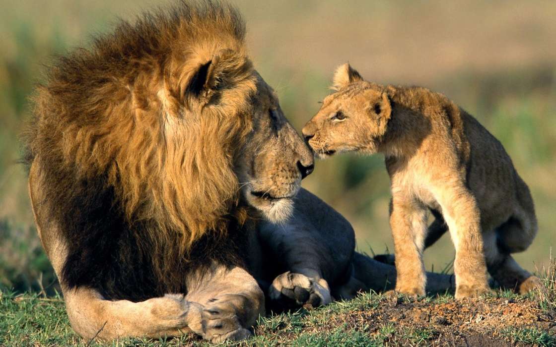 Lions,Animals