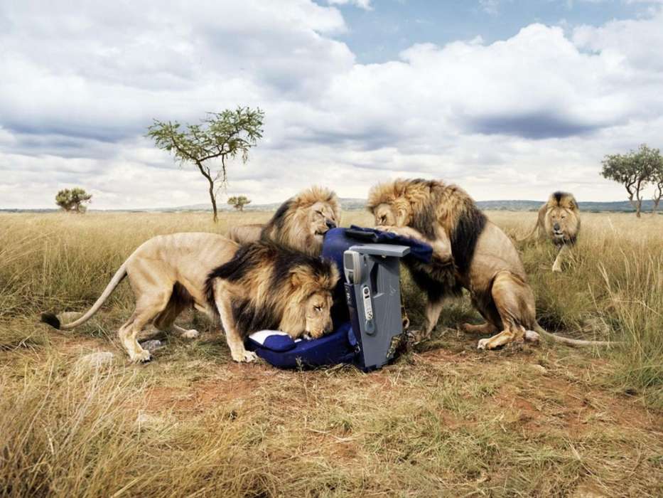 Lions,Animals