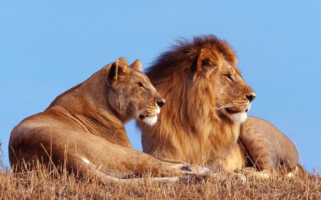 Animals, Lions