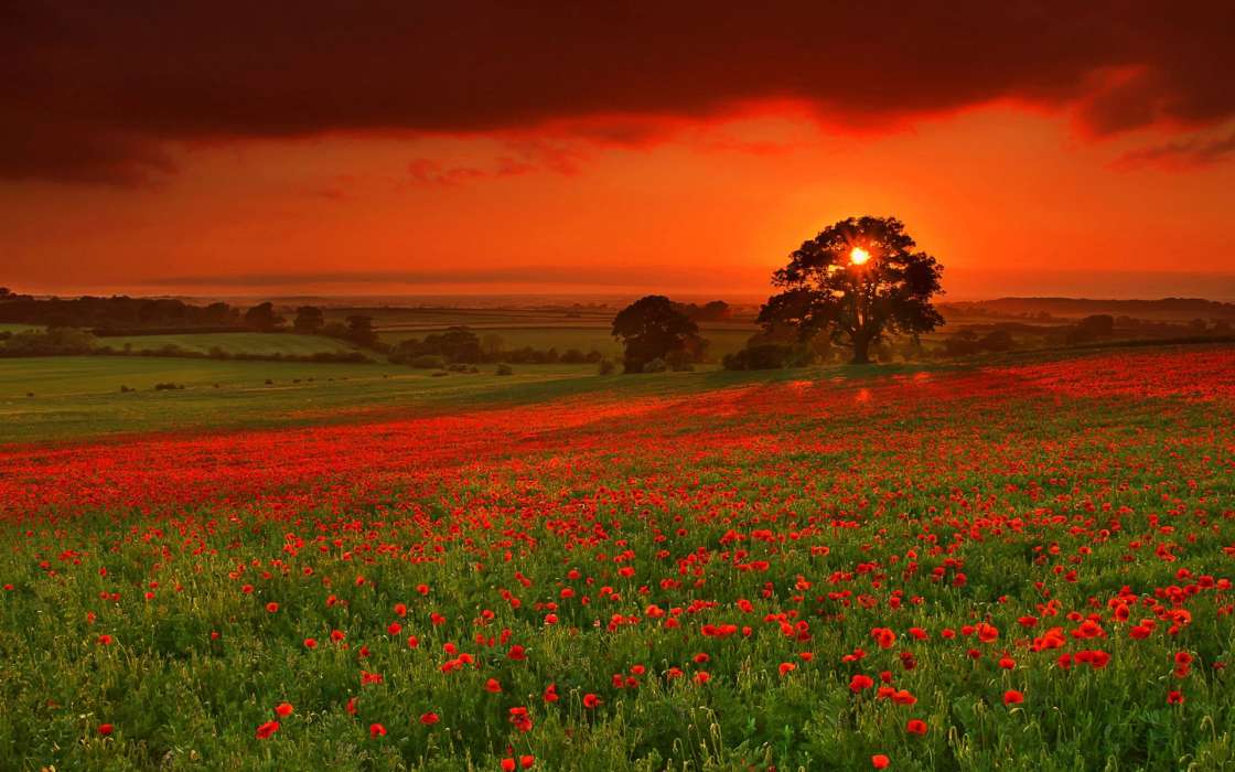 Poppies,Landscape,Fields,Sunset