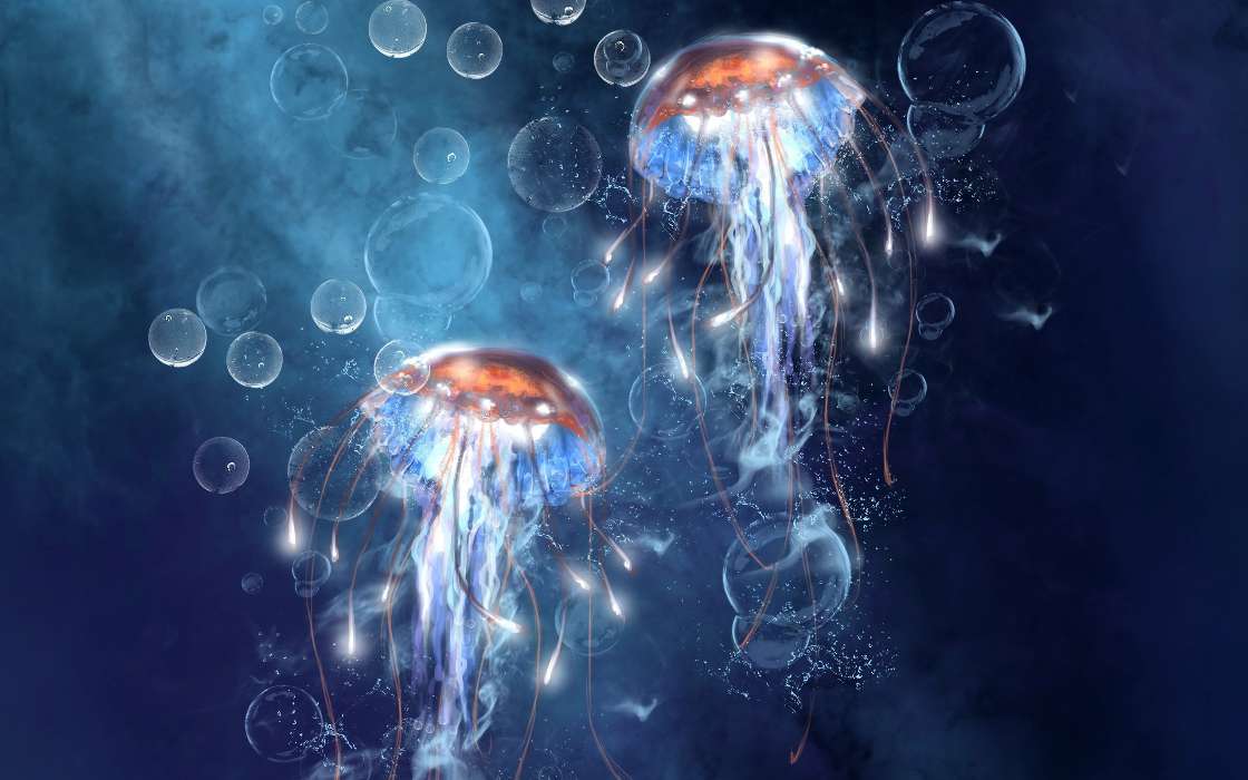 Jellyfish,Animals