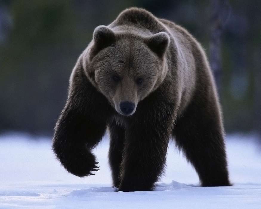 Bears, Animals