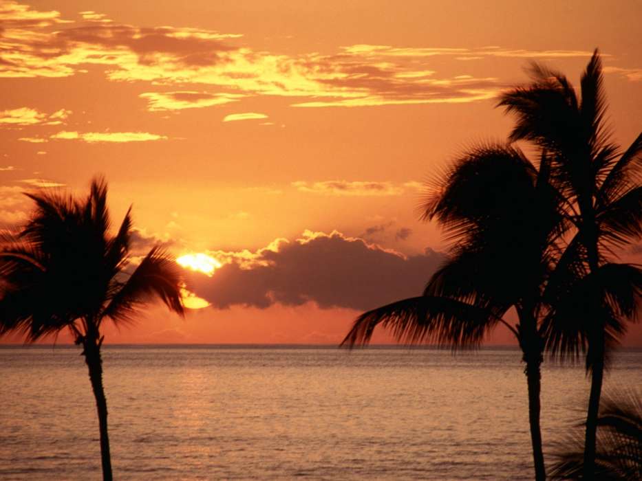 Landscape, Sunset, Sky, Sea, Sun, Palms