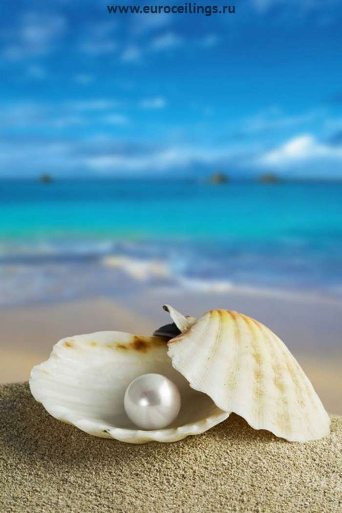 Sea, Objects, Shells, Pearls