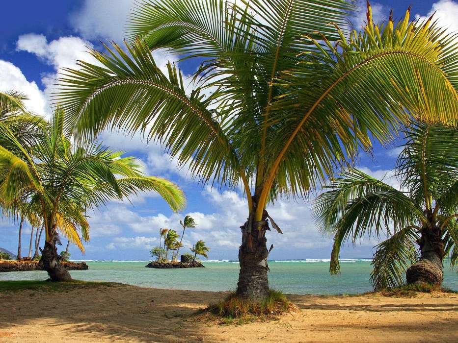 Sea,Palms,Landscape,Beach,Nature