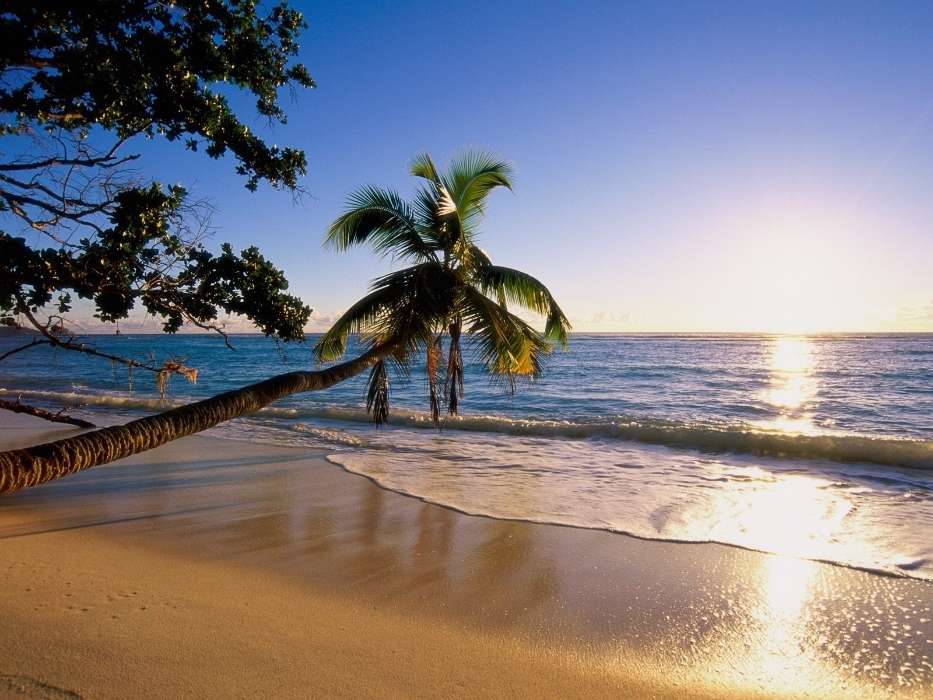 Sea, Palms, Landscape, Beach, Sun