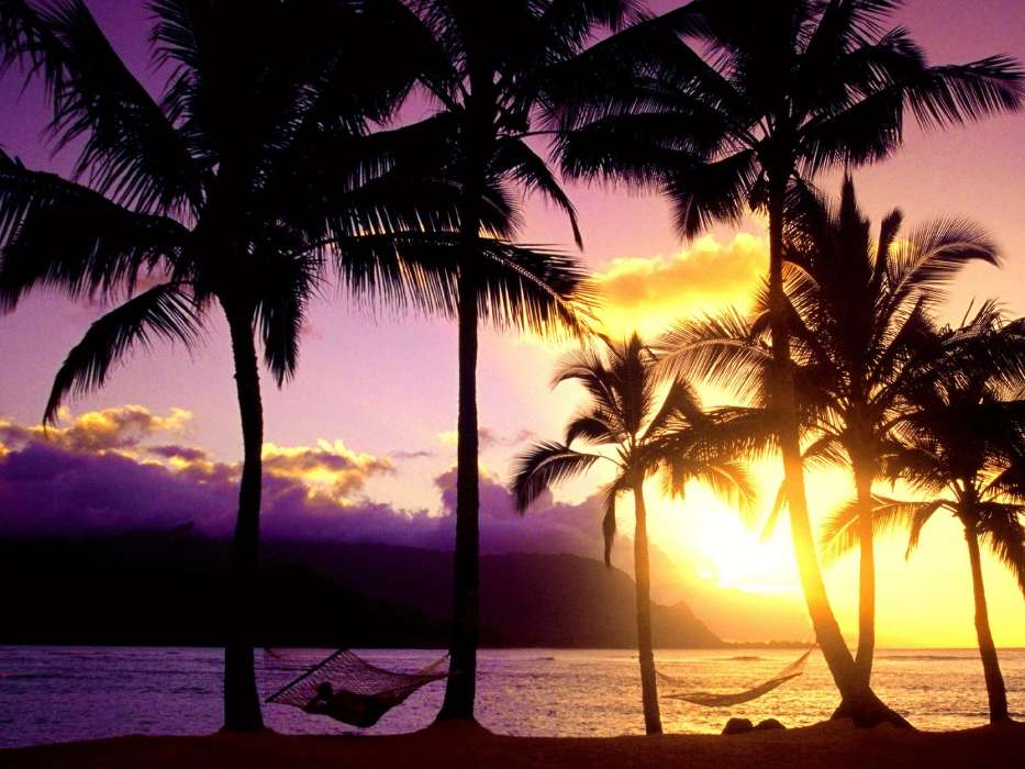 Sea,Palms,Landscape,Nature,Sunset