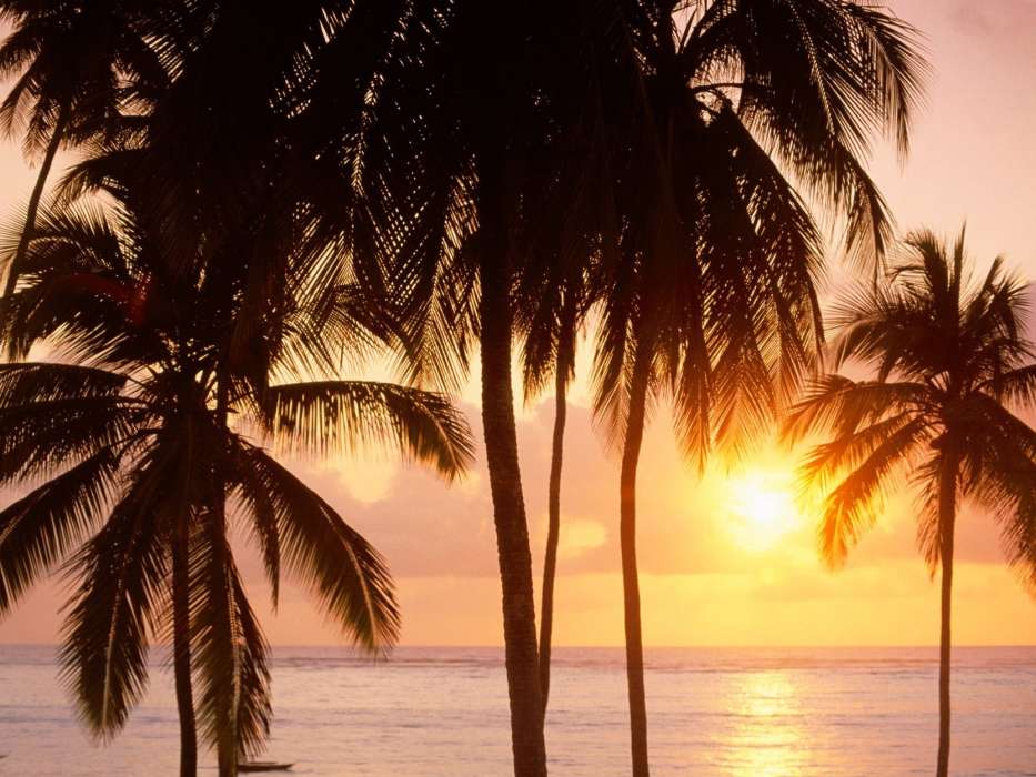 Sea,Palms,Landscape,Sunset
