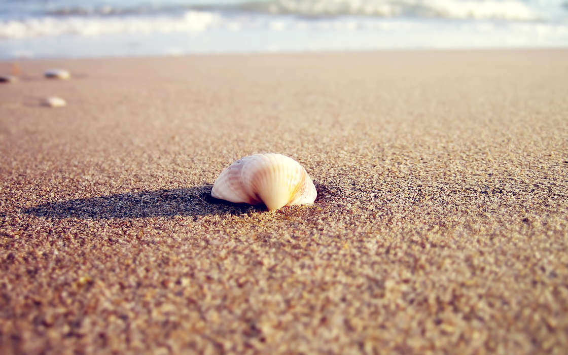 Sea, Landscape, Beach, Shells