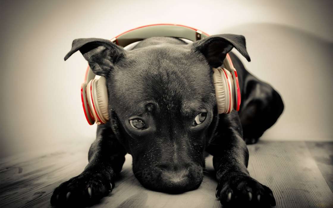 Music,Dogs,Animals