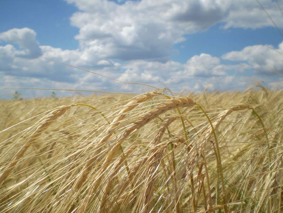 Sky, Clouds, Landscape, Fields, Wheat
