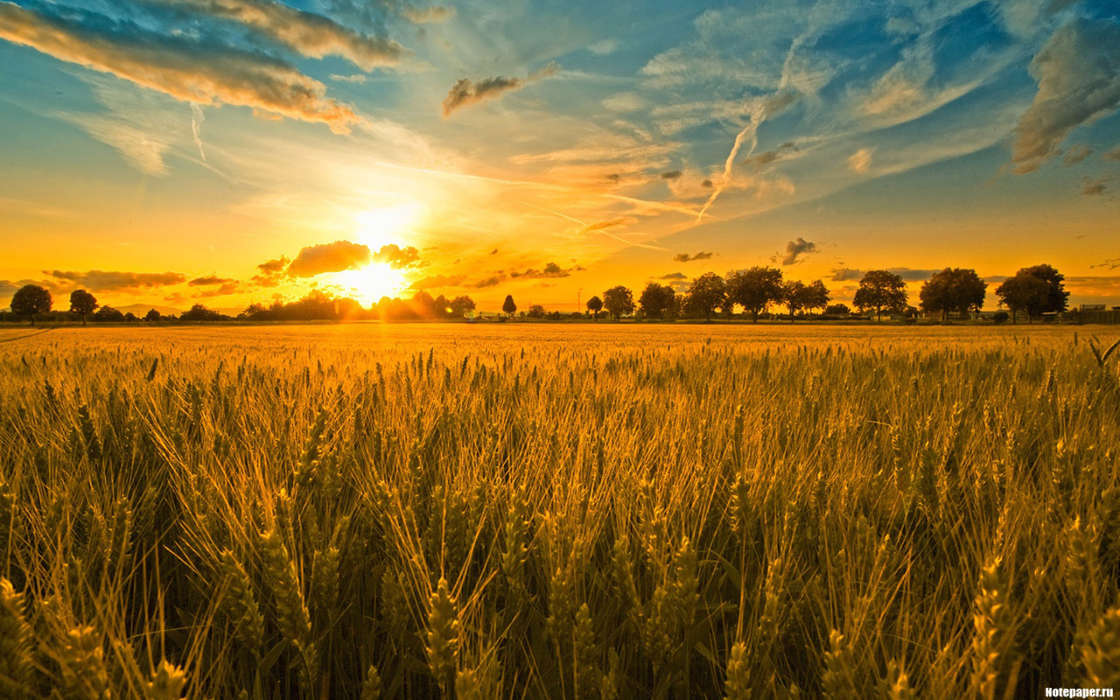Landscape, Sunset, Fields, Sky, Sun, Wheat