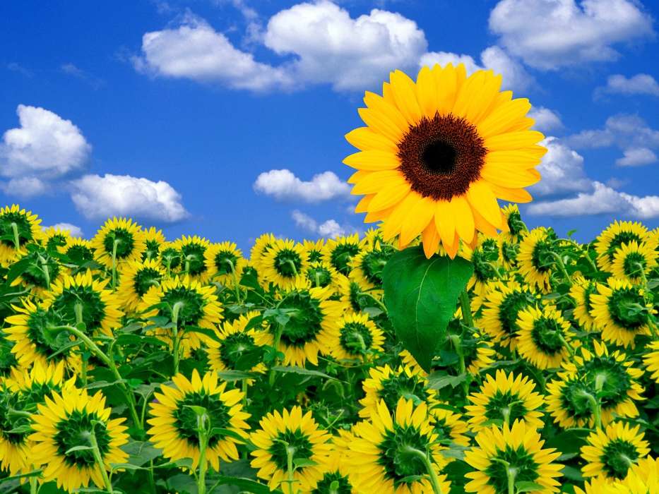 Plants, Sunflowers, Sky