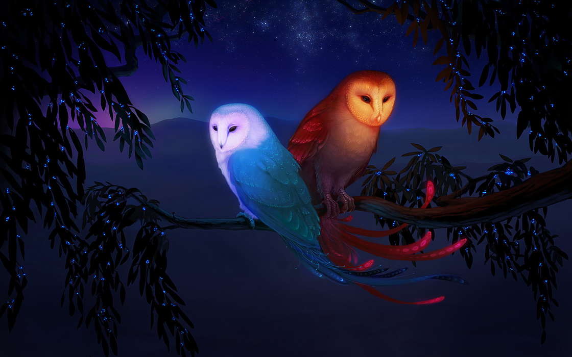 Night, Pictures, Owl, Animals