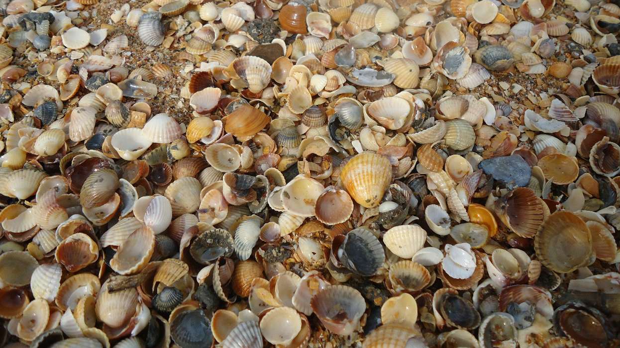 Objects, Shells