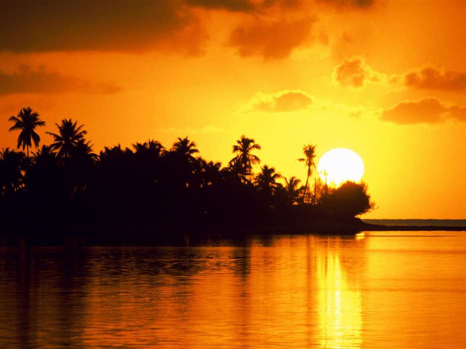 Palms,Landscape,Sunset