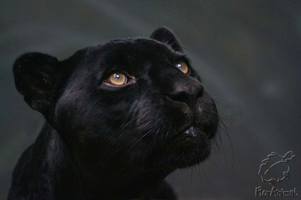 Animals, Panthers