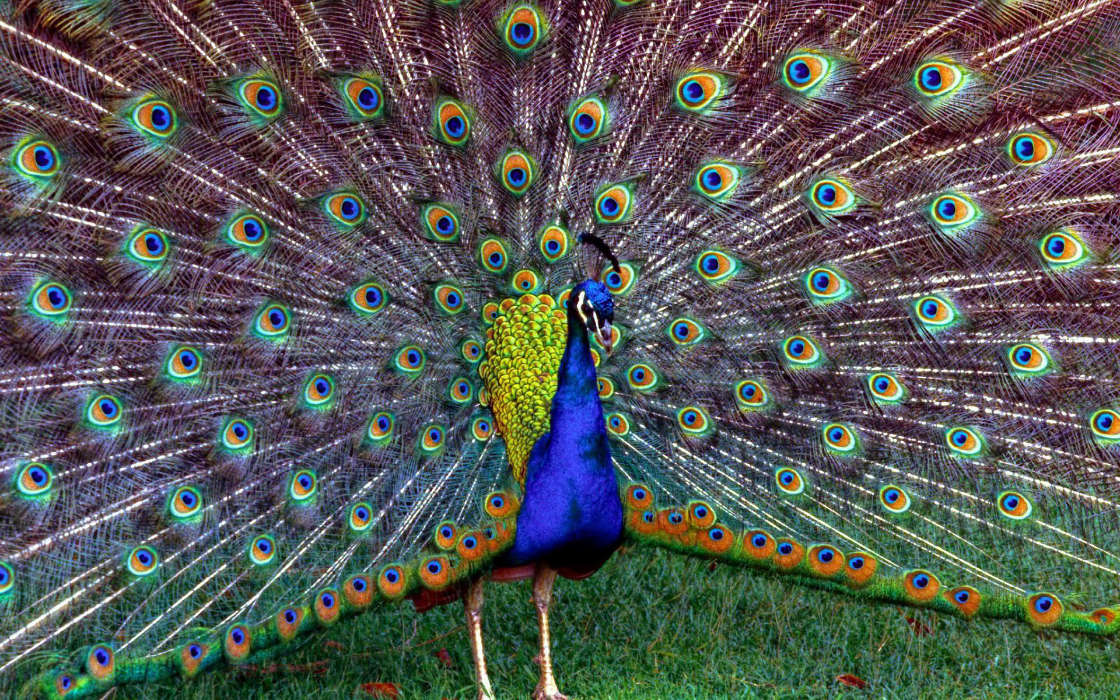 Peacocks,Birds,Animals