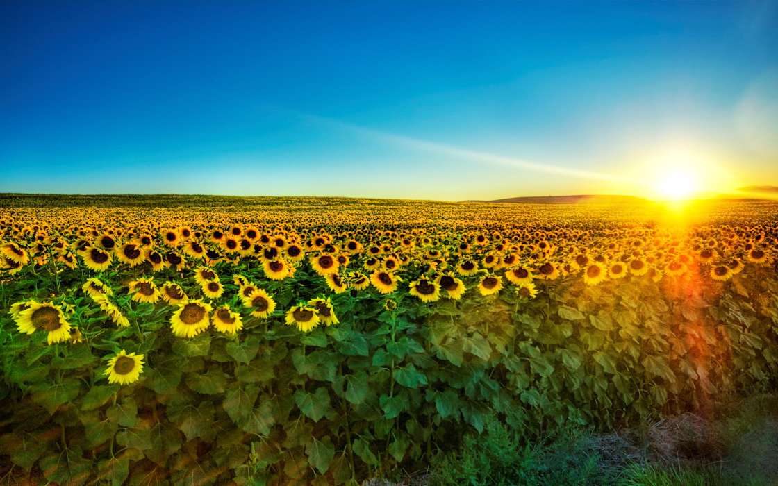 Landscape,Sunflowers,Fields