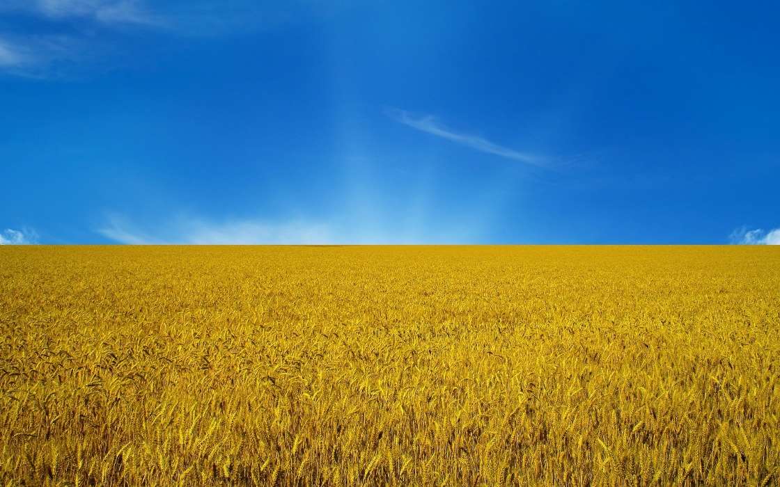 Landscape,Fields,Nature,Wheat