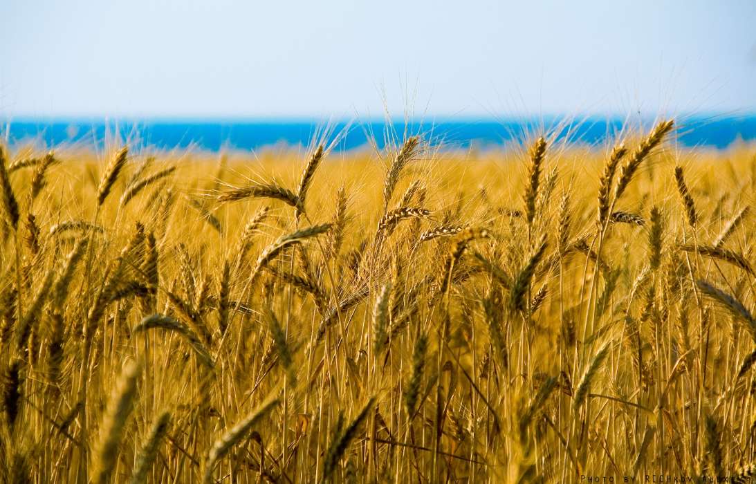Landscape, Fields, Wheat
