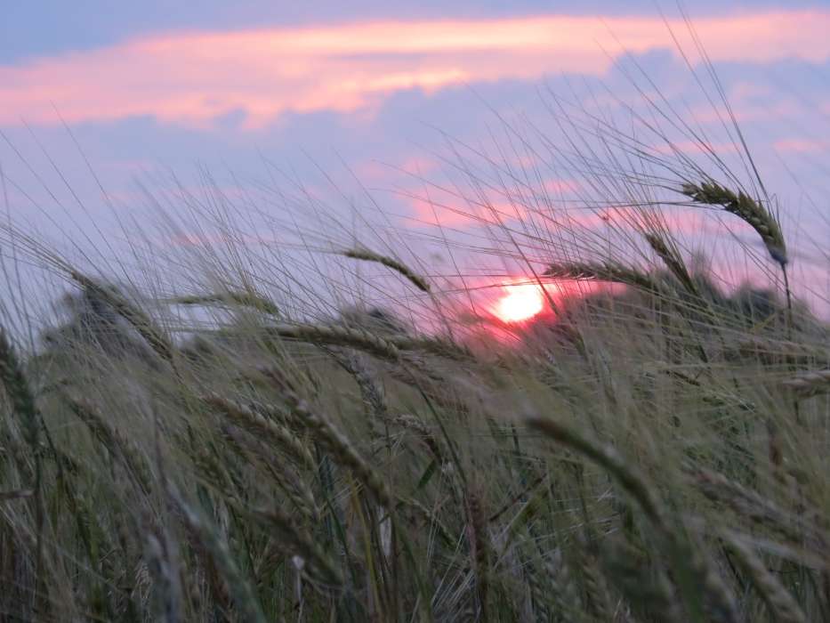 Landscape, Fields, Wheat, Sunset