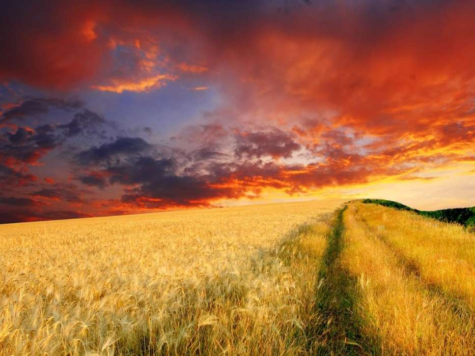 Landscape,Fields,Sunset