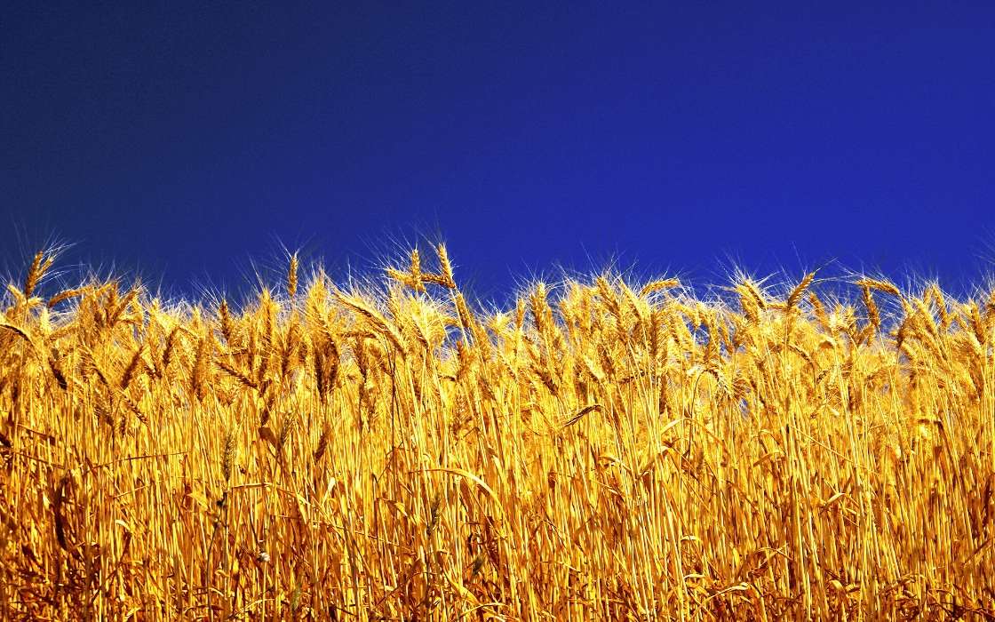 Landscape,Wheat