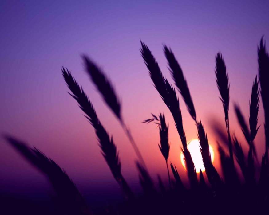 Nature, Wheat, Sun, Sunset