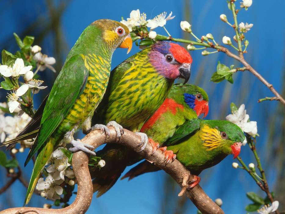 Animals, Birds, Parrots