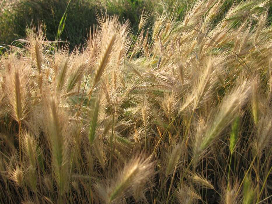 Wheat, Plants