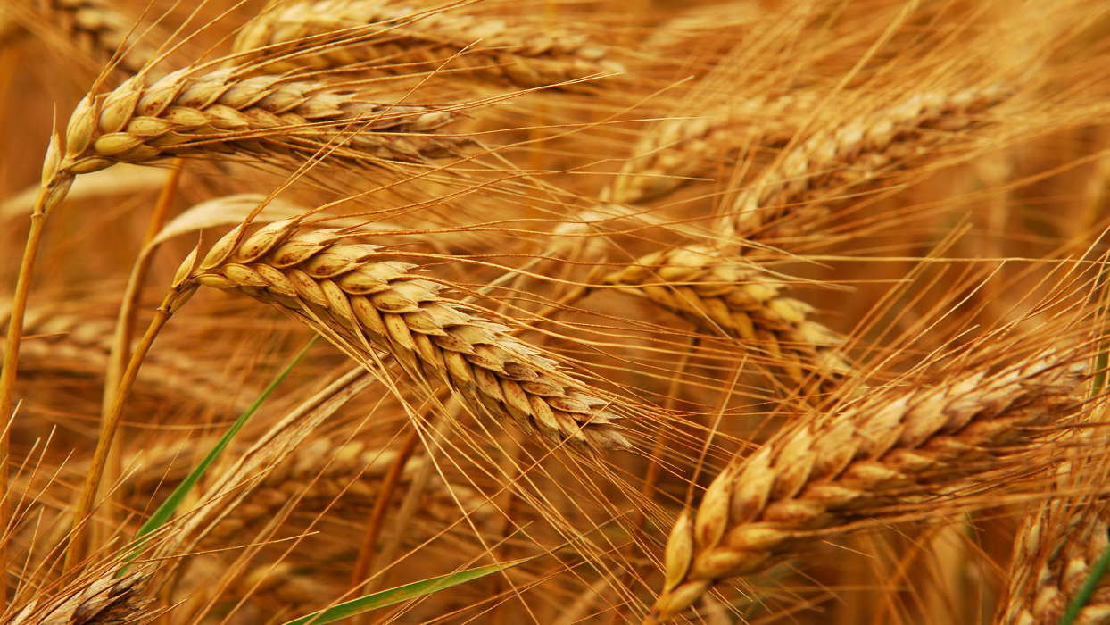 Wheat,Plants