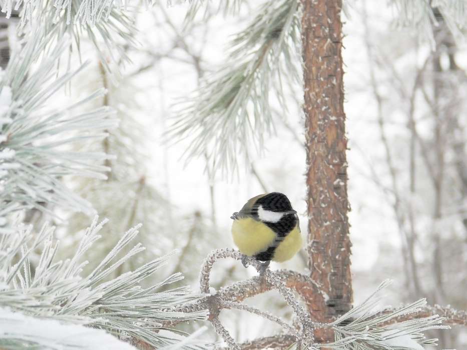 Birds,Animals,Winter