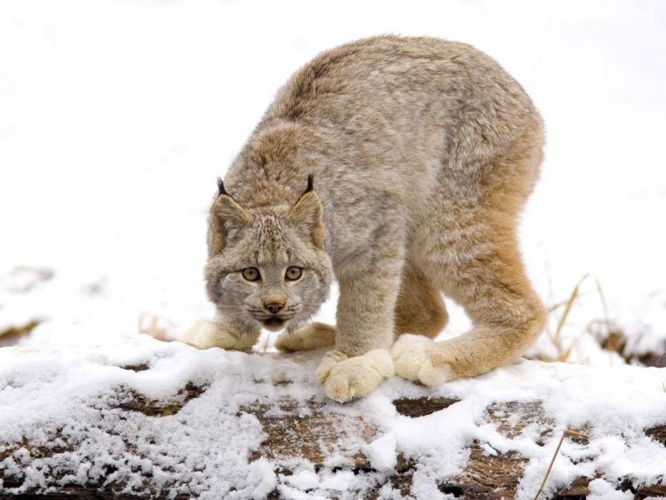 Bobcats,Animals,Winter