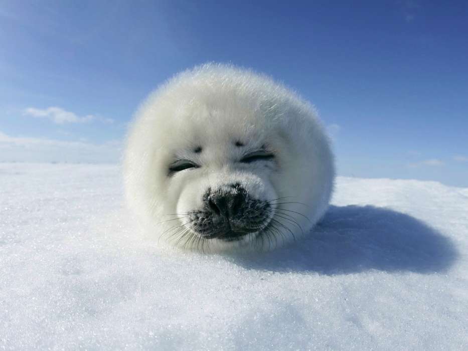 Snow, Seals, Animals