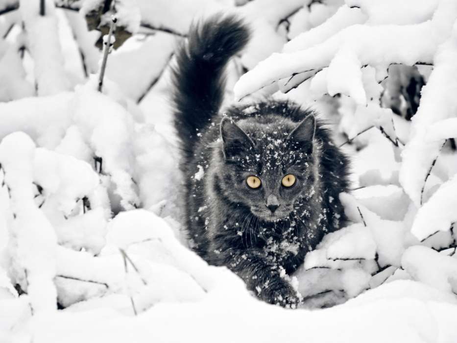Snow,Animals