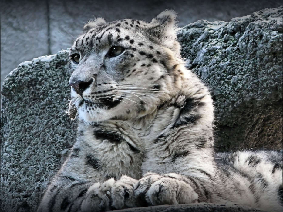 Snow leopard,Animals