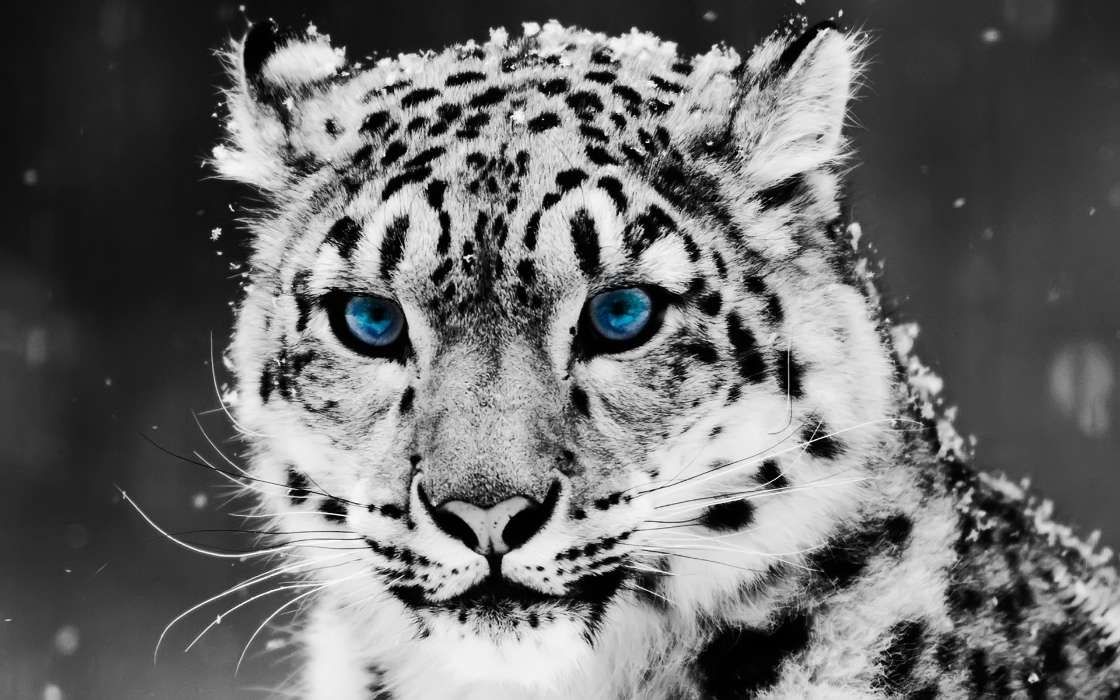 Snow leopard,Animals
