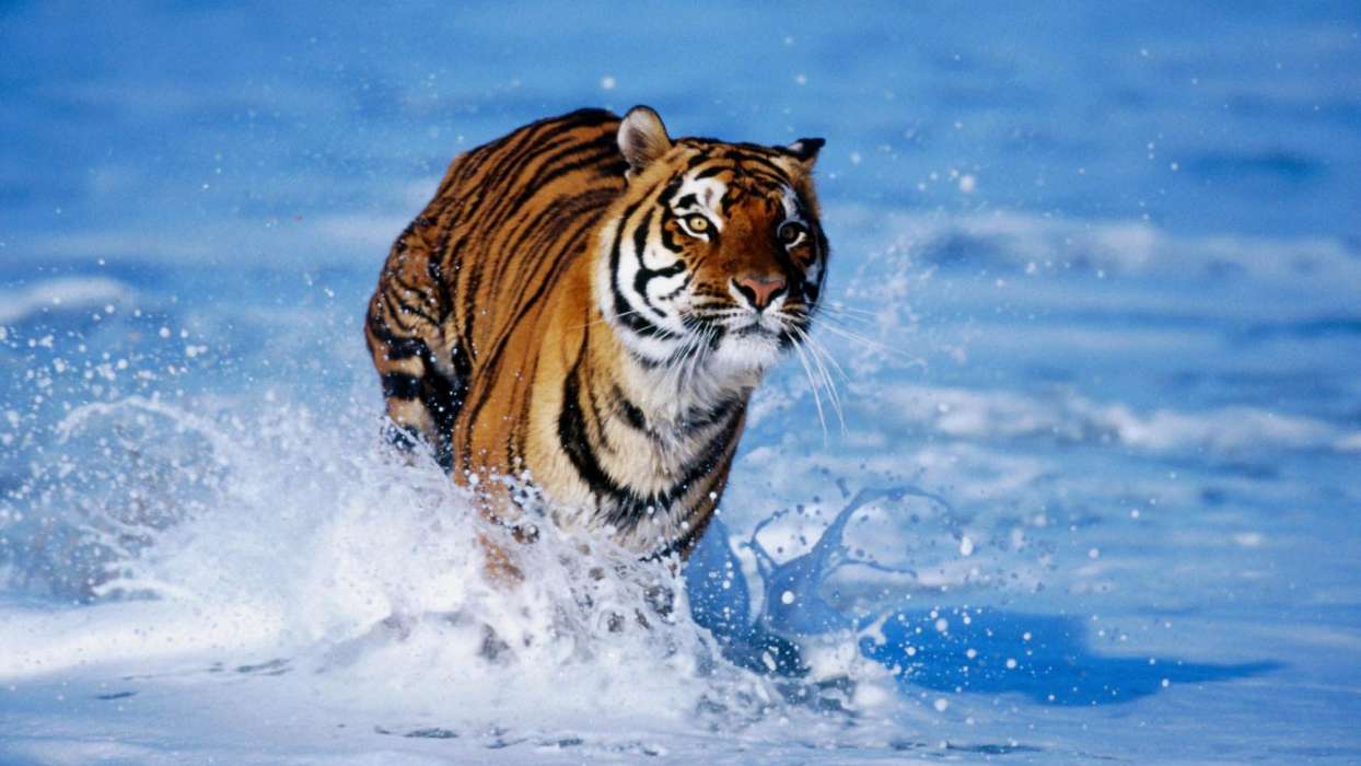 Tigers,Animals