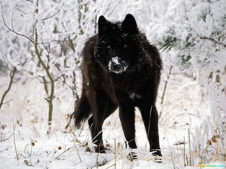 Animals, Wolfs, Winter