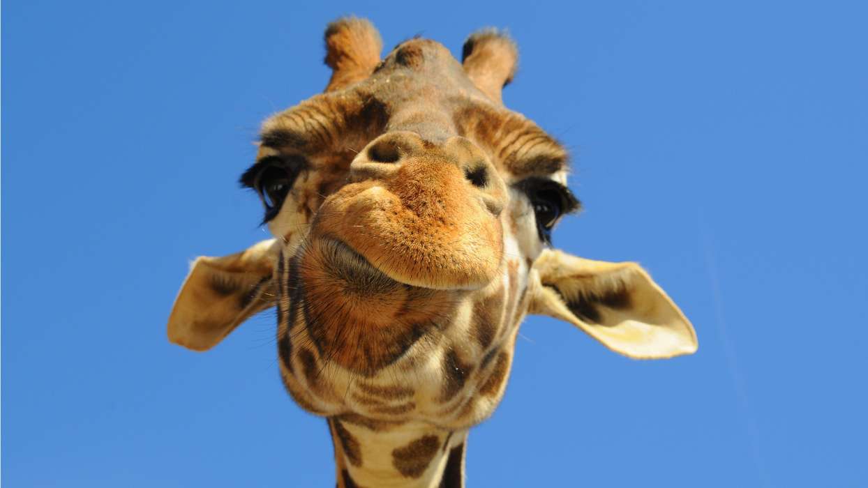 Humor, Animals, Giraffes