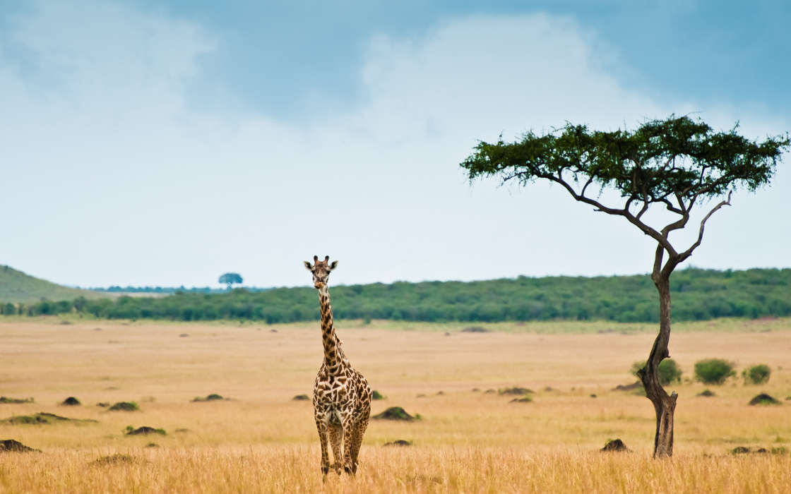 Giraffes, Animals