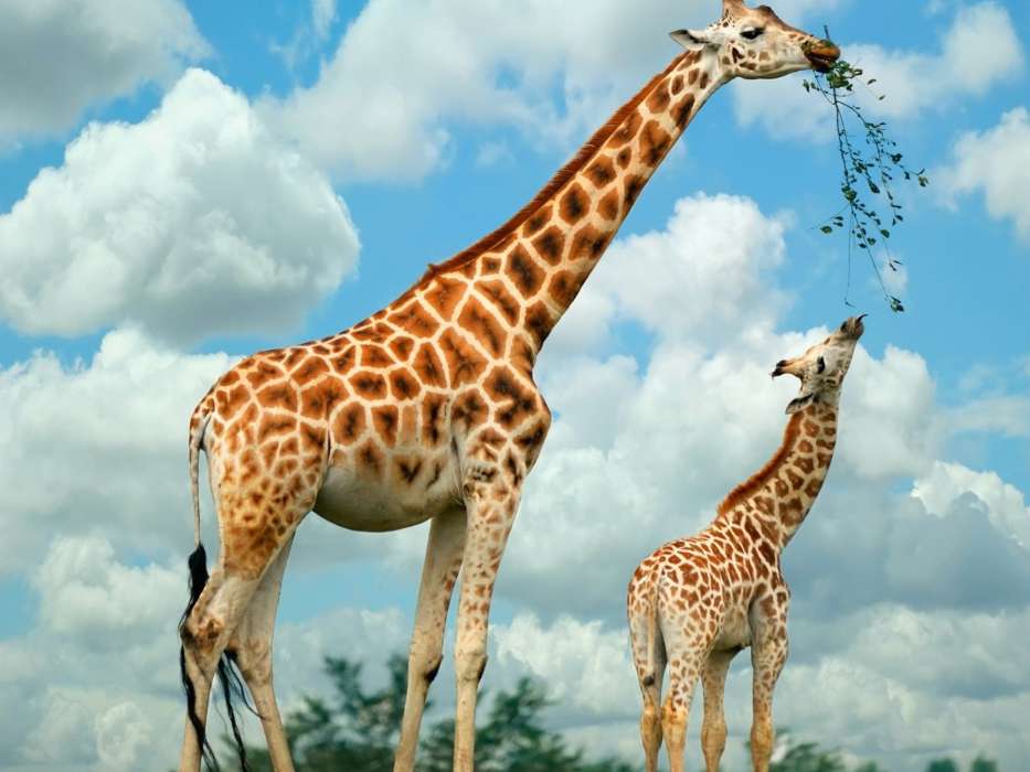 Giraffes,Animals