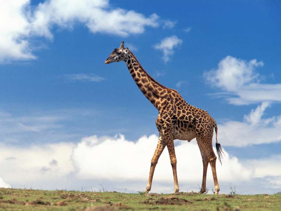 Animals, Giraffes