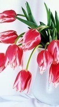 New mobile wallpapers - free download. Plants, Flowers, Tulips, Bouquets, March 8, International Women's Day (IWD) picture and image for mobile phones.