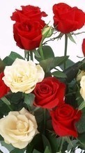 New 128x160 mobile wallpapers Plants, Flowers, Roses, Postcards, March 8, International Women's Day (IWD) free download.