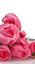 New 1280x800 mobile wallpapers Holidays, Plants, Flowers, Roses, March 8, International Women's Day (IWD) free download.