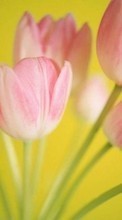 New 128x160 mobile wallpapers Holidays, Plants, Tulips, Postcards, March 8, International Women's Day (IWD) free download.