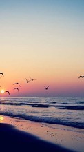 New mobile wallpapers - free download. Seagulls, Sea, Landscape, Waves, Sunset picture and image for mobile phones.