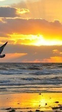 New mobile wallpapers - free download. Seagulls,Sea,Landscape,Sunset picture and image for mobile phones.